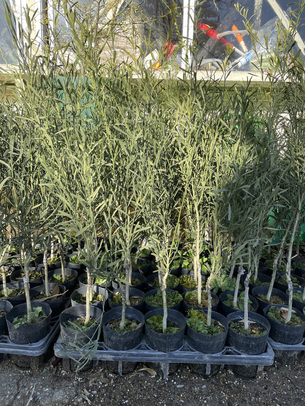 A86E009C-EBE3-4884-87BA-19FBB0F88652