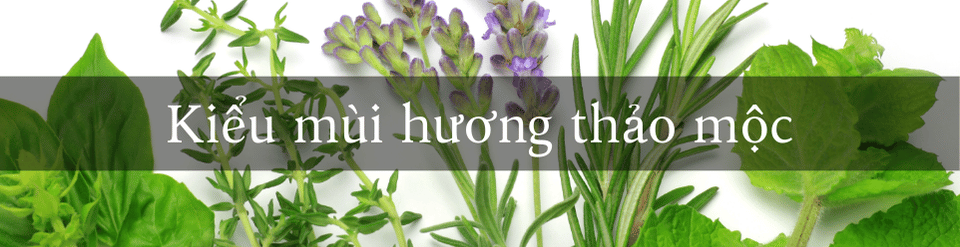 kieu-mui-huong-thao-moc.png