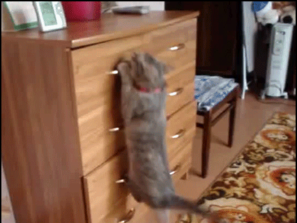 Funny-Cat-GIF-Smart-and-agile-cat-opens-drawer-and-climbs-inside-like-a-boss.gif