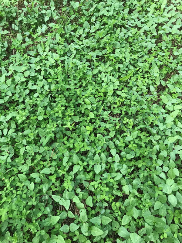 cloverandpeas1