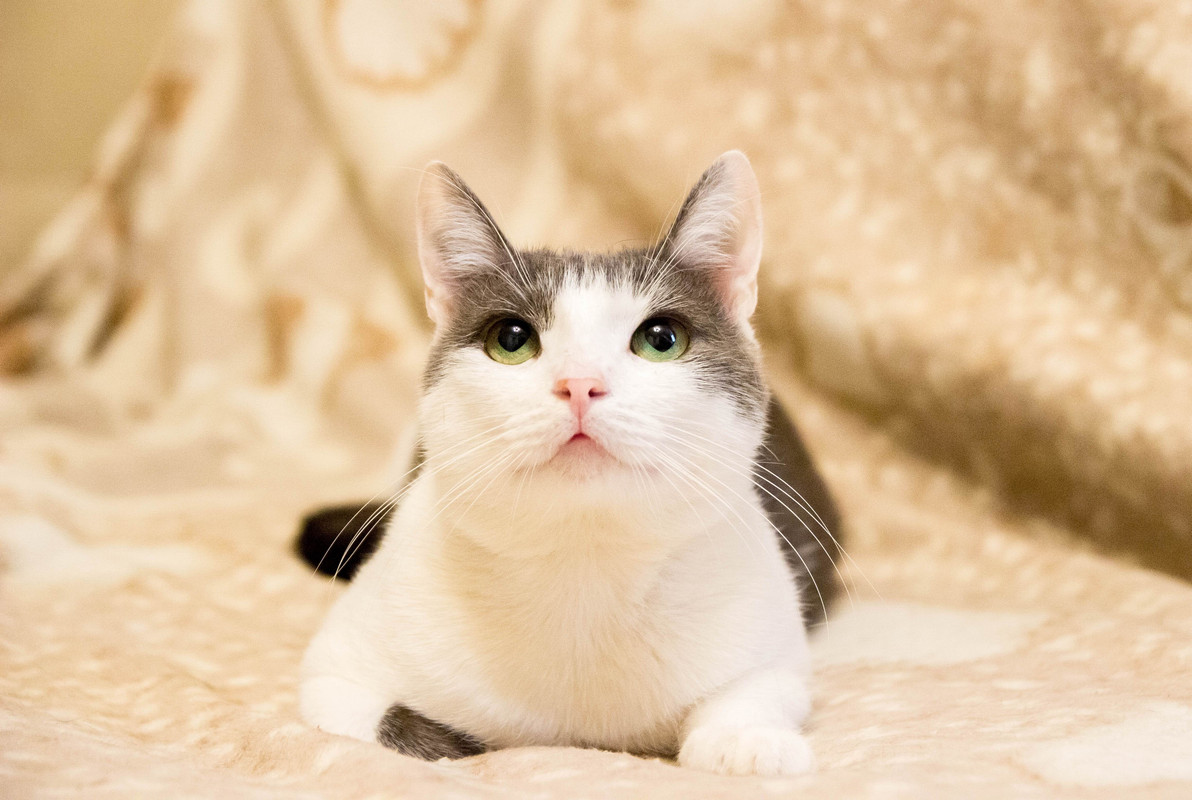 бело-серая-1-15