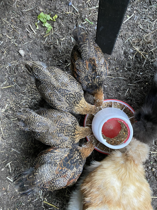 3BDD0590-8B0D-431E-B96E-8327FA6CDAE5