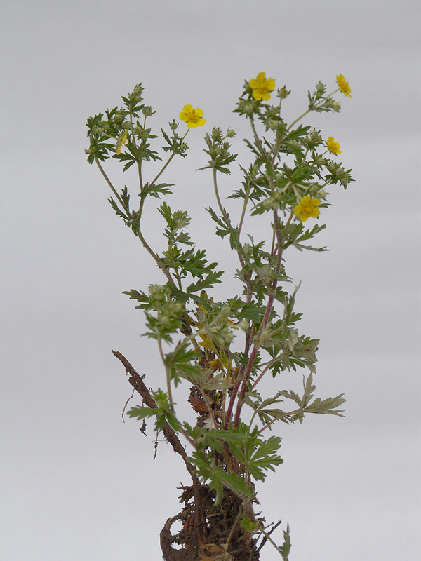 P1120337-1... (1024)