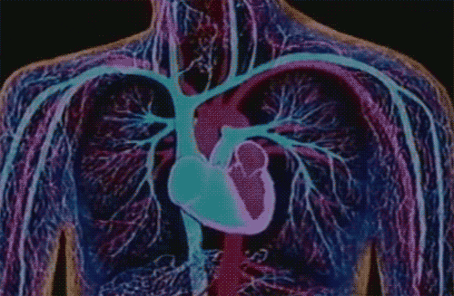 giphy-5.gif