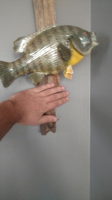 IMG_20171124_104437424