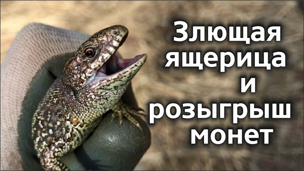 Превью 1 (для дзен)