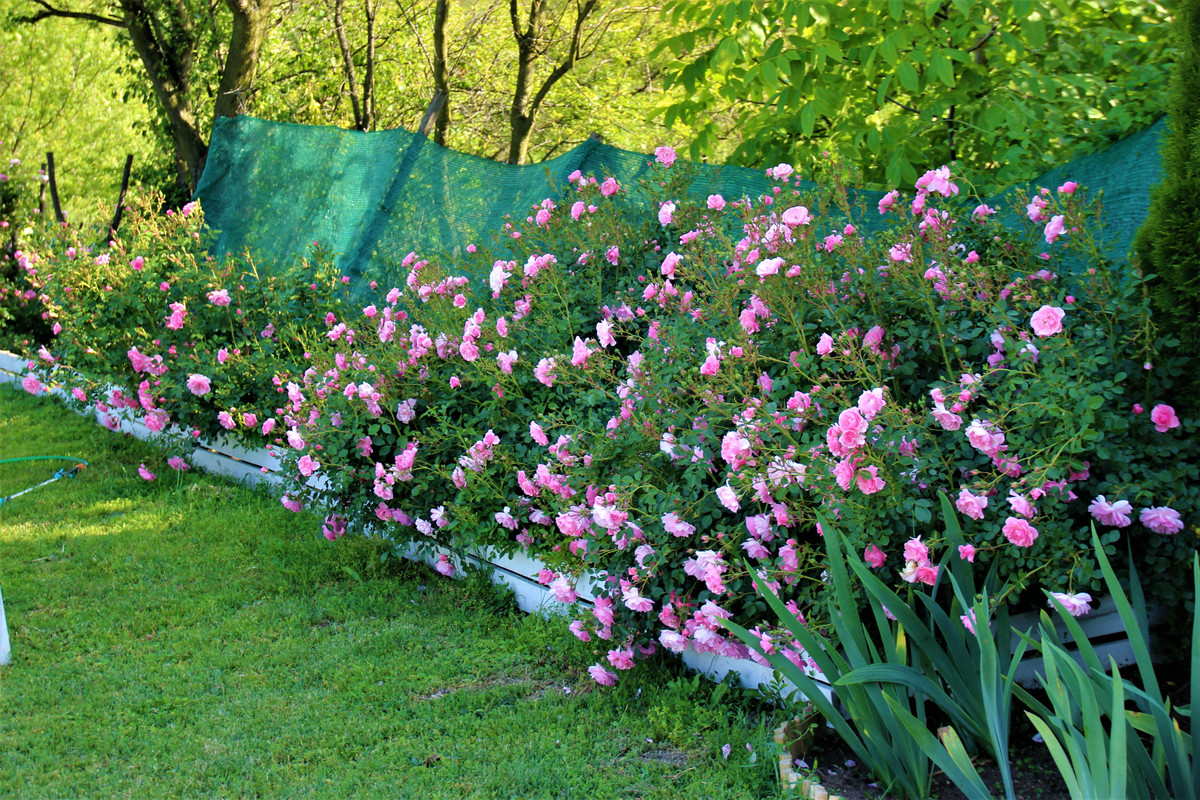 IMG 3941 — Postimages