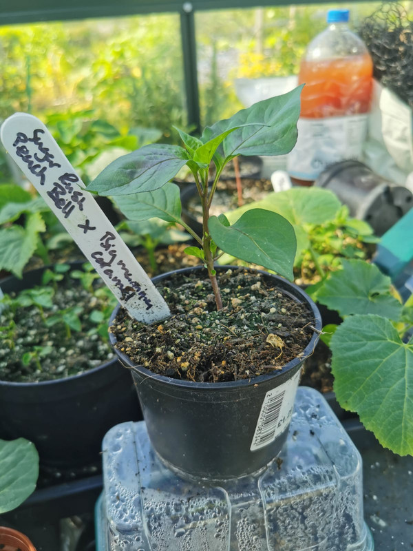 WhatsApp Image 2021-05-23 at 10.35.56 (5)