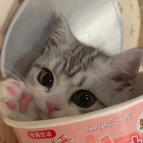 8e4e6707c1195b5adca08f4eee254474