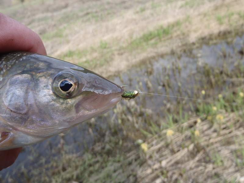 фотки 2011 июнь 001