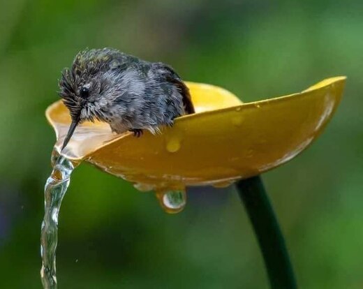 Hummingbird-drinking