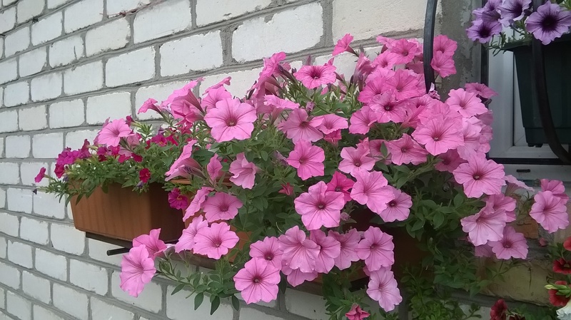 WP_20160707_18_26_45_Pro