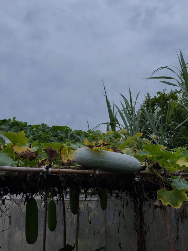 511519965-18511133116011325-3349322784088038648-n