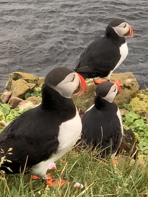 DIA 11 JULIO/22 DESTINO LATRABJARG A VER FRAILECILLOS - Islandia, 17 días..."sin sus noches" Julio 2022 (13)