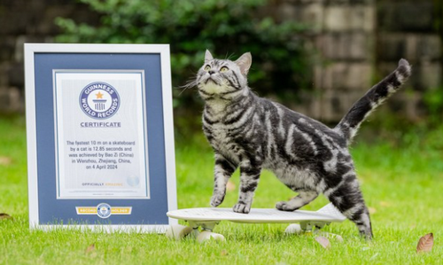 Skateboarding-Cat-Breaks-Speed-Record.pn