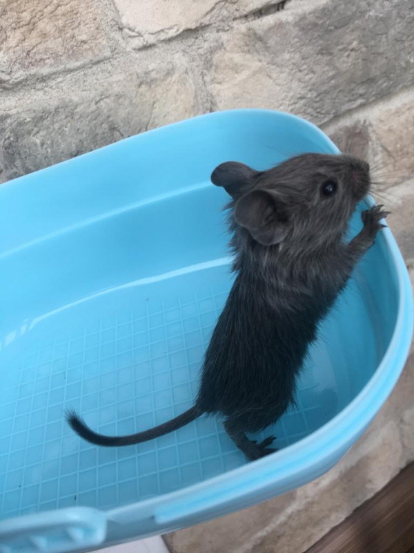 синий мальчик