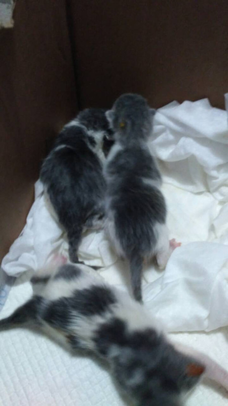 IMG-1a3e81151ce0fa060c50a846c647ff86-V