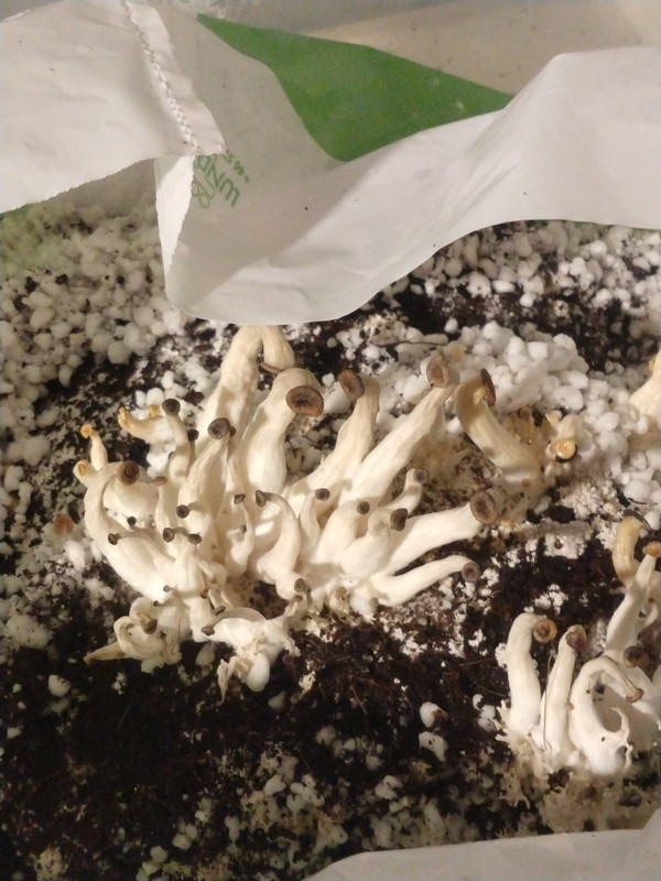 IMG_20201203_023312614