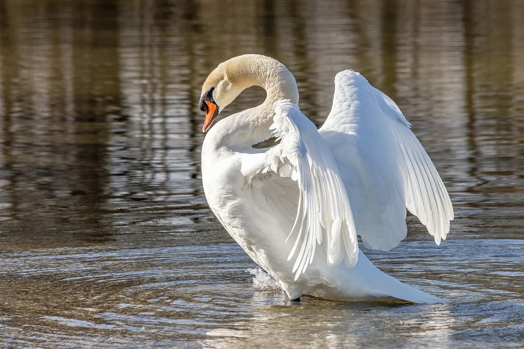 white-sw-an.webp