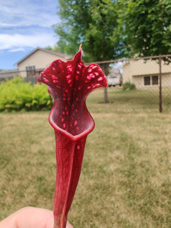 awkwardsilence's plant, 2020