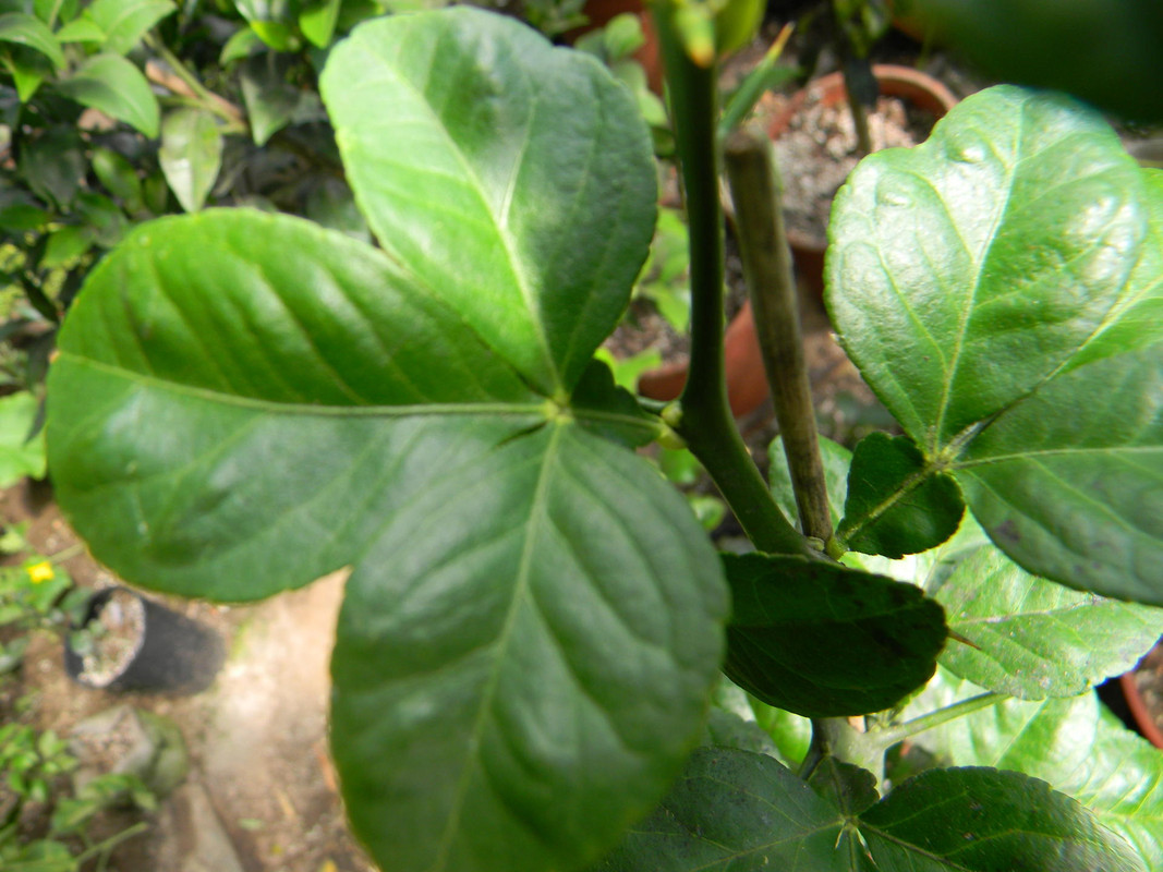 Poncirus Plus leaf