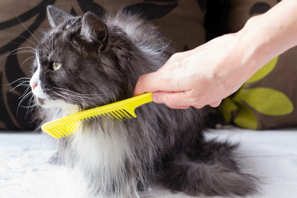 Long Haired Cat Grooming