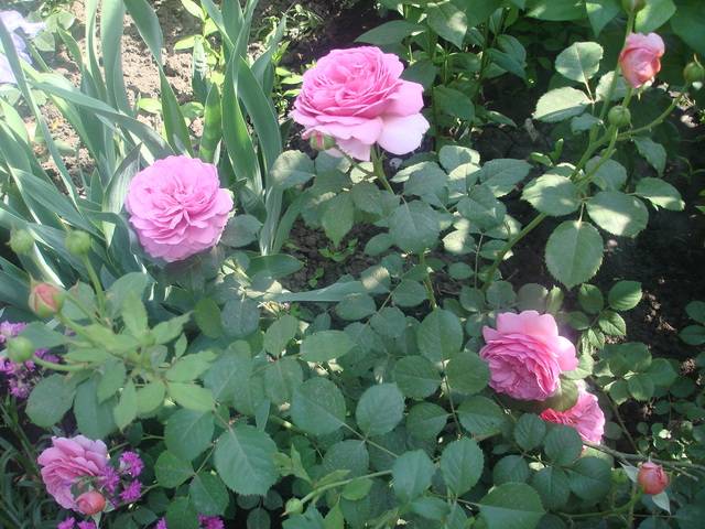 DSC00897