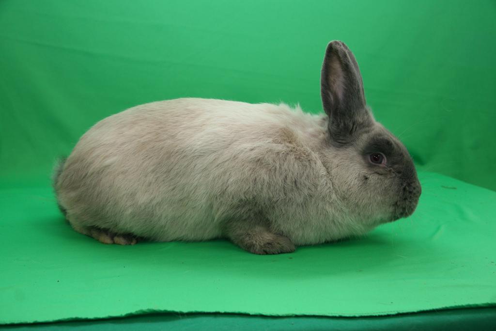 Siamský velký modrý