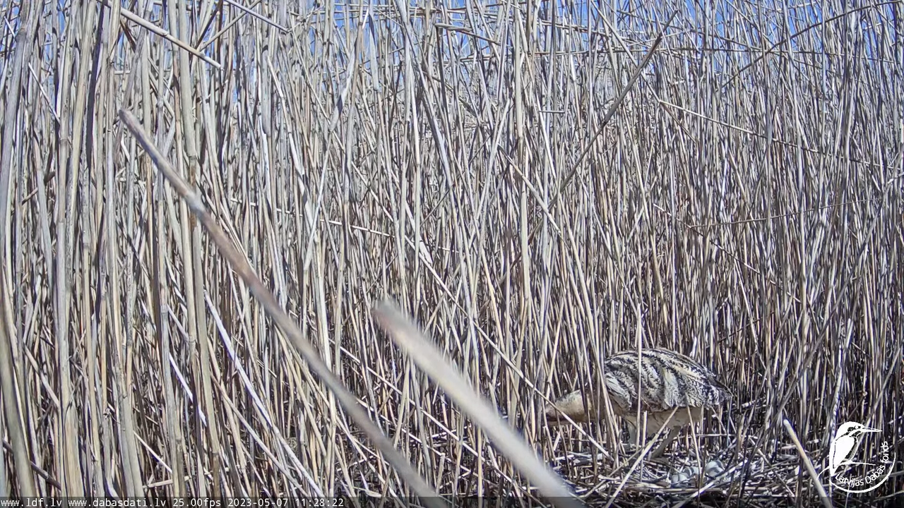 Lielais dumpis (Botaurus stellaris) Engurē - LDF tiešraide 6-47-42 screenshot