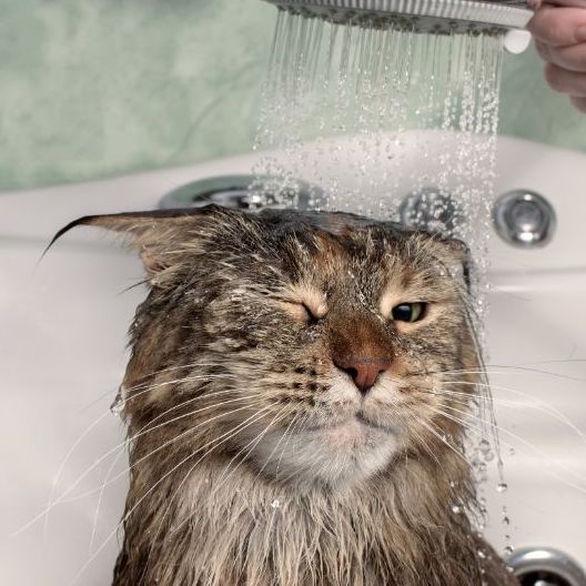 Kitten under running shower head