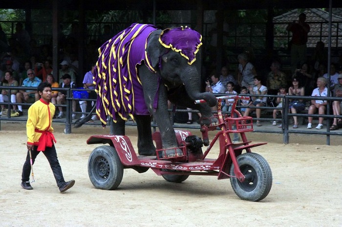 Pertunjukan gajah di Nong Nooch Village, Thailand.