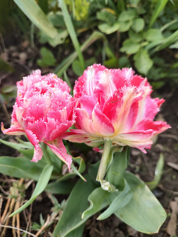 IMG_20230422_182910185_HDR