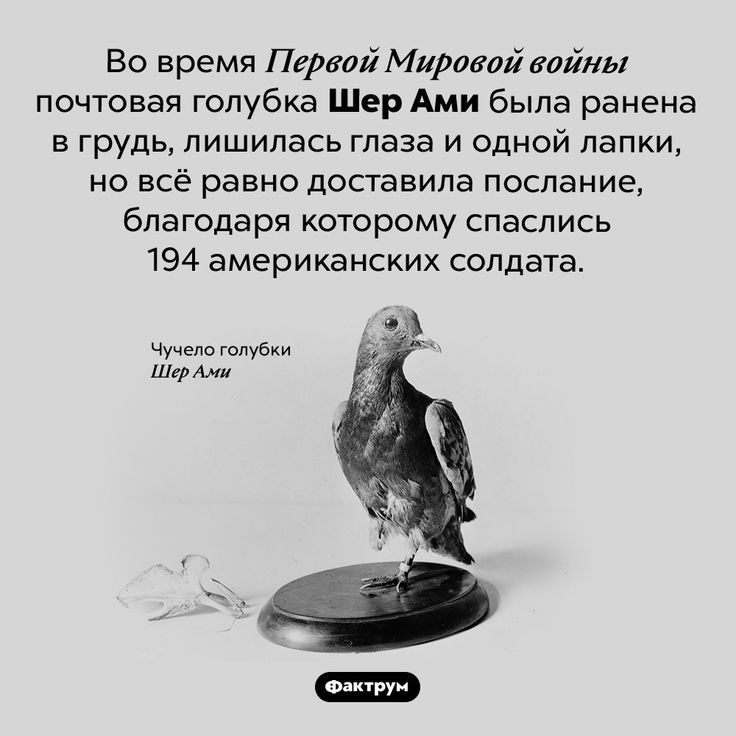 [Изображение: photo-2025-02-25-07-57-00.jpg]