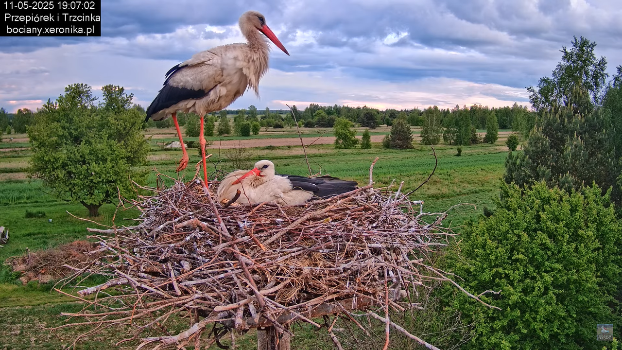 11052025bociany33