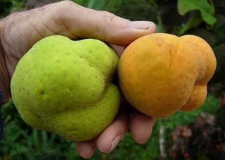 ผลมะหาด