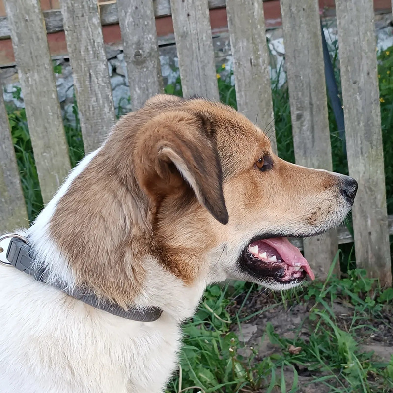 Dyusha 6 head in profile