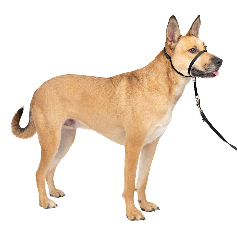 PetSafe Gentle Leader No-Pull Headcollar Medium Black