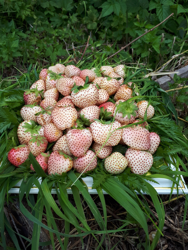 БЕЛЫй ШВЕД2