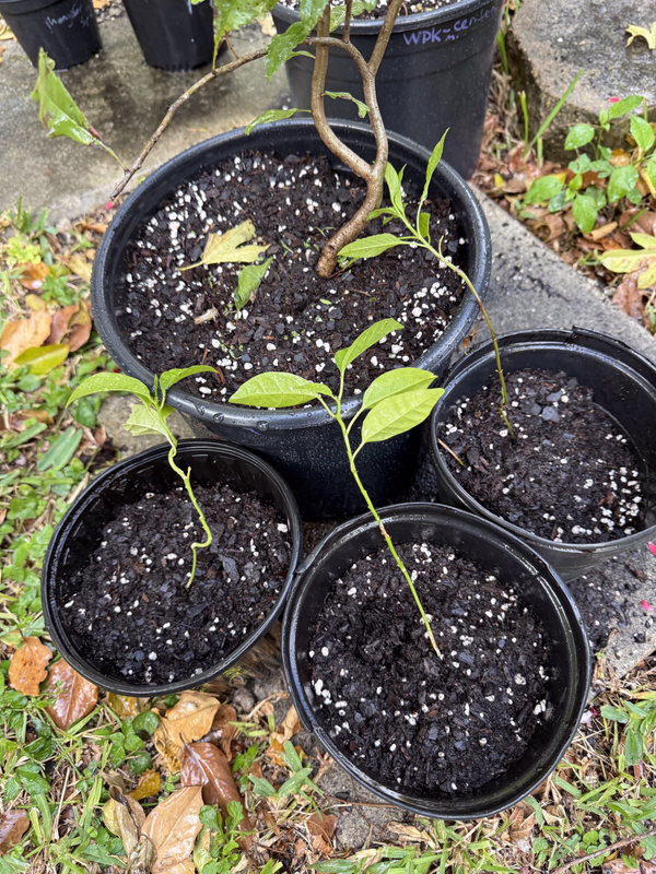 Yindu 3 Seedlings 10 25 b