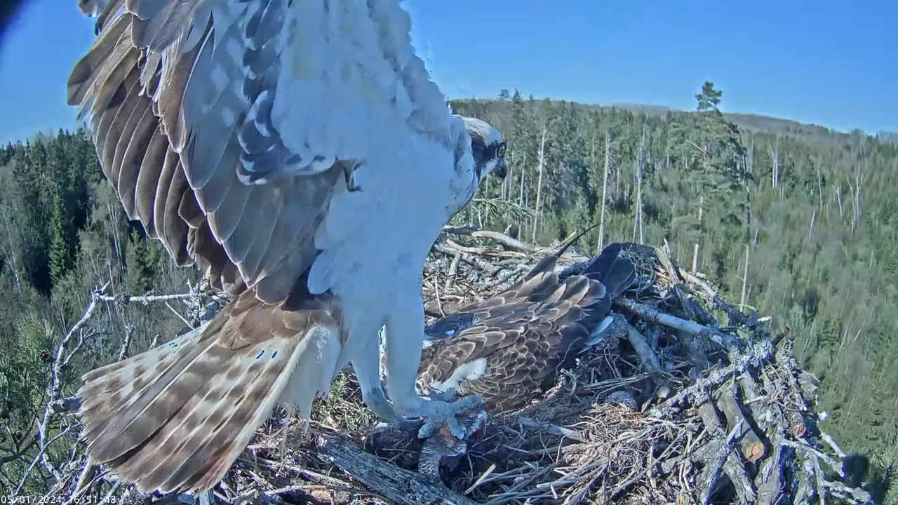 Kalakotkas2__Pandion haliaetus 15-24-26 screenshot (1)