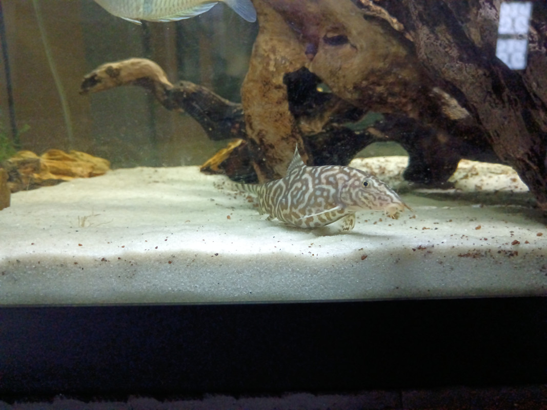 17610475741651264975921053572731