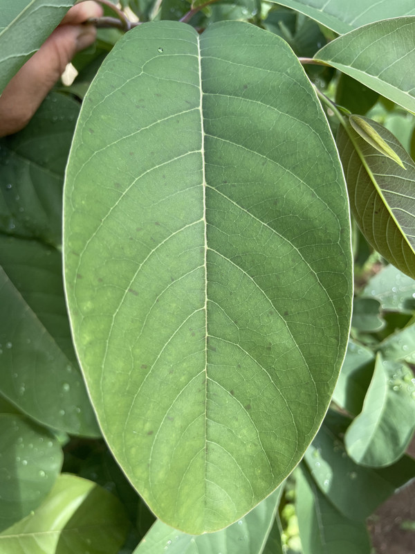 EA7A5C7B-166D-44F5-9D0F-BDD89B0D2F14