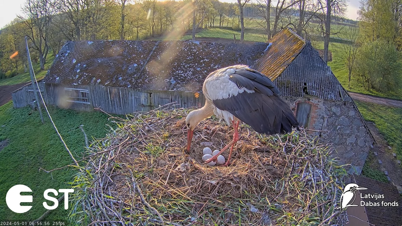 Baltie stārķi (Ciconia ciconia) Tukuma novadā - LDF tiešraide __ White storks in Tukums, Latvia 10-2