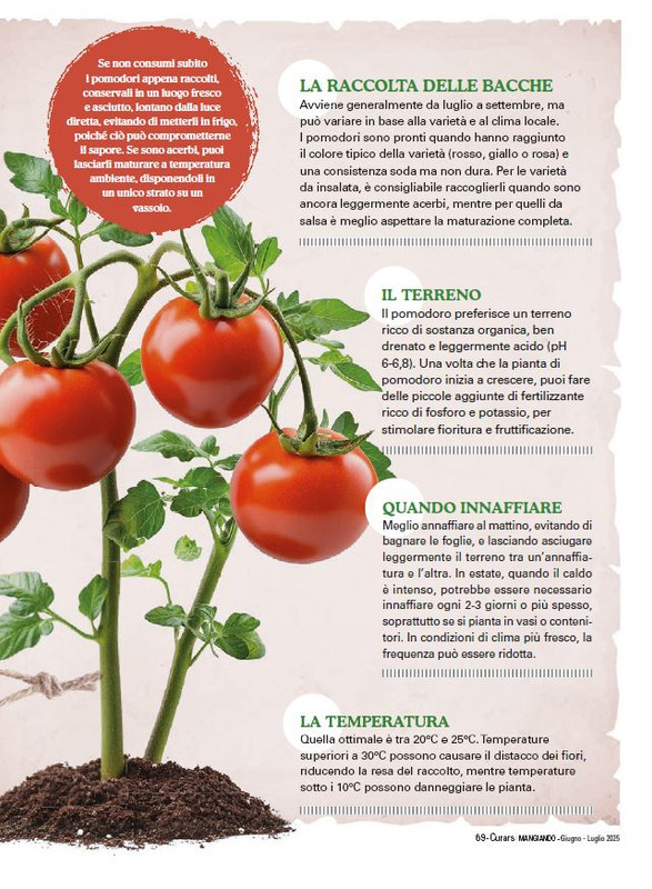 Cur Mang Giu-Lug 2025 (10)