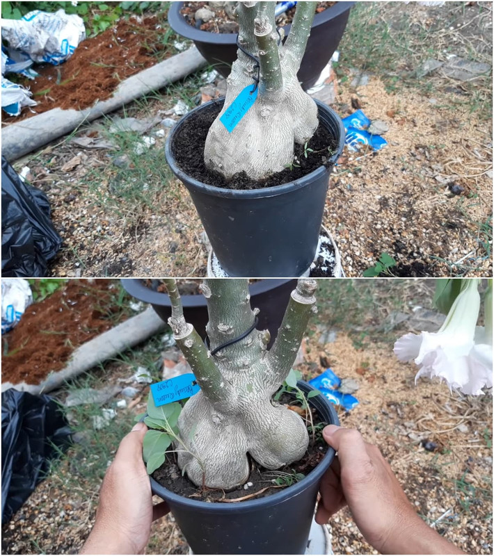 adenium-soft-shrinking-caudex.jpg