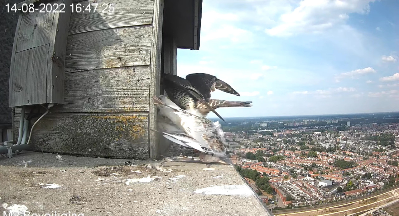 Tilburg/Westpointtoren - Pagina 17 Video-2022-08-14-170947-Moment-4