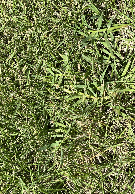Weed ID and how to kill it | Lawn Care Forum