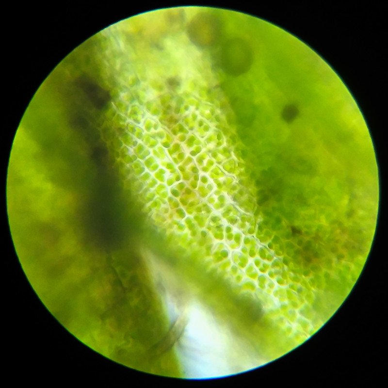 IMG 20250617 124036 HDR