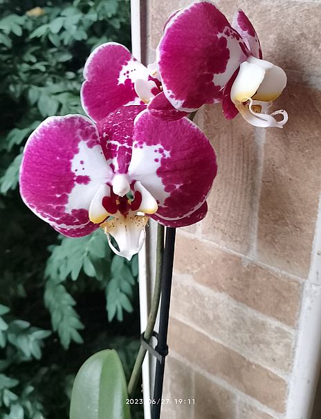 https://i.postimg.cc/KvVwh76Q/orchidea-2023-06-27.jpg