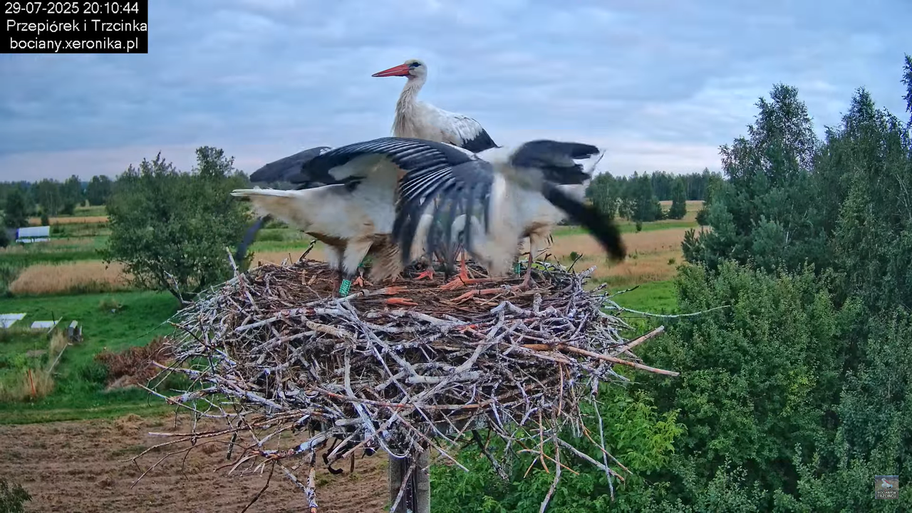 29072025bociany42